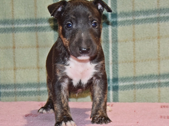 Mini Bullterrier Welpe kaufen