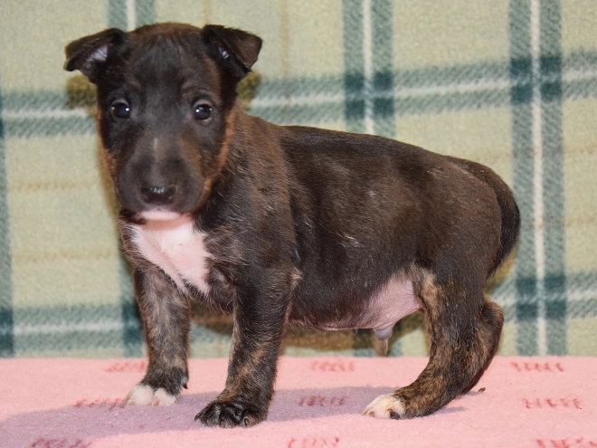 Mini Bullterrier Welpe kaufen