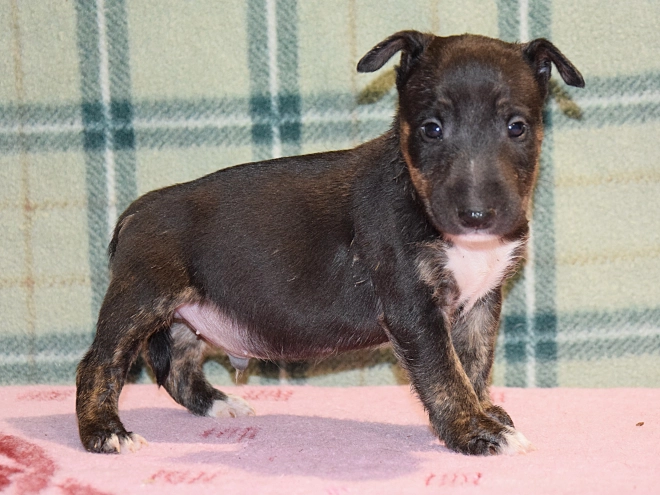 Mini Bullterrier Welpe kaufen