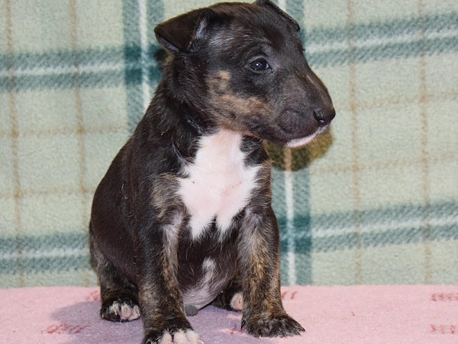 Mini Bullterrier Welpe kaufen