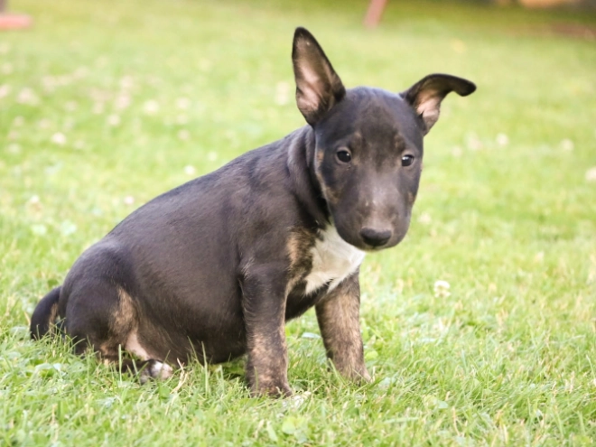 Mini Bullterrier Welpe kaufen