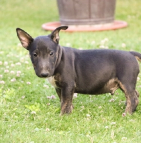 Mini Bullterrier Welpe kaufen