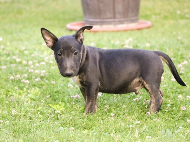 Mini Bullterrier Welpe kaufen