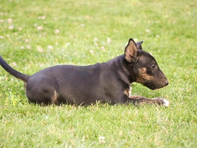 Mini Bullterrier Welpe kaufen