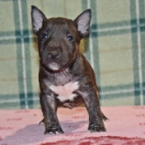 Angus, tricolor Bull Terrier Miniatura en venta