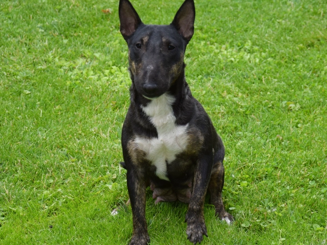 Mini Bullterrier Welpe kaufen