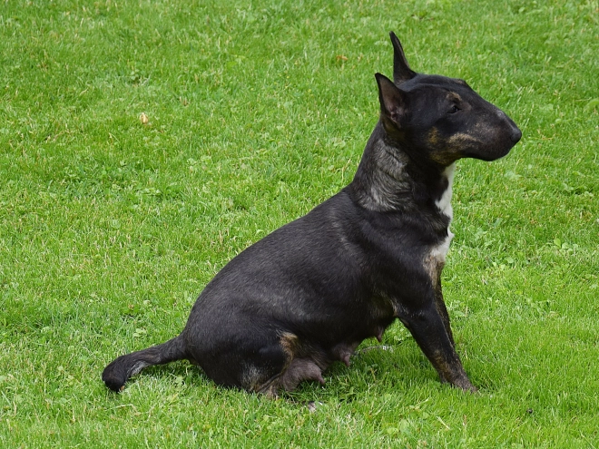 Mini Bullterrier Welpe kaufen