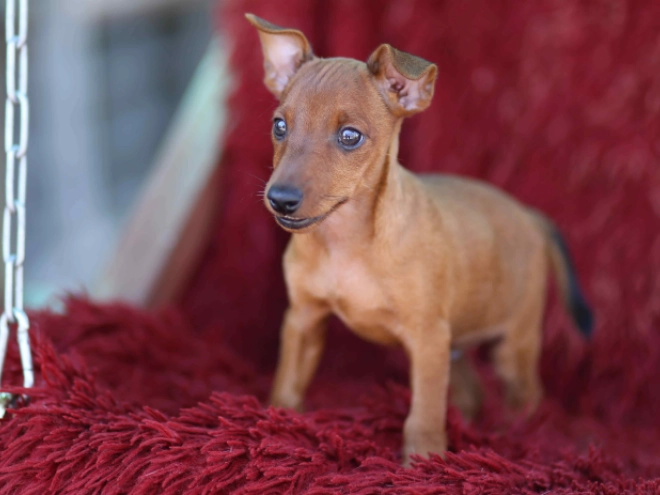 Miniature Pinscher puppy for sale