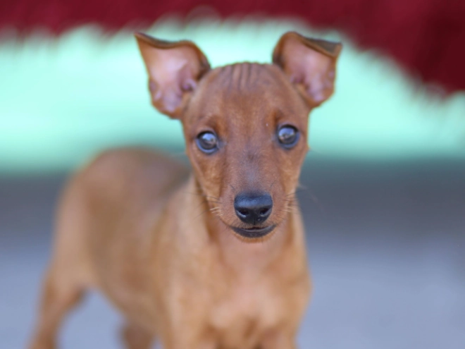 Miniature Pinscher puppy for sale