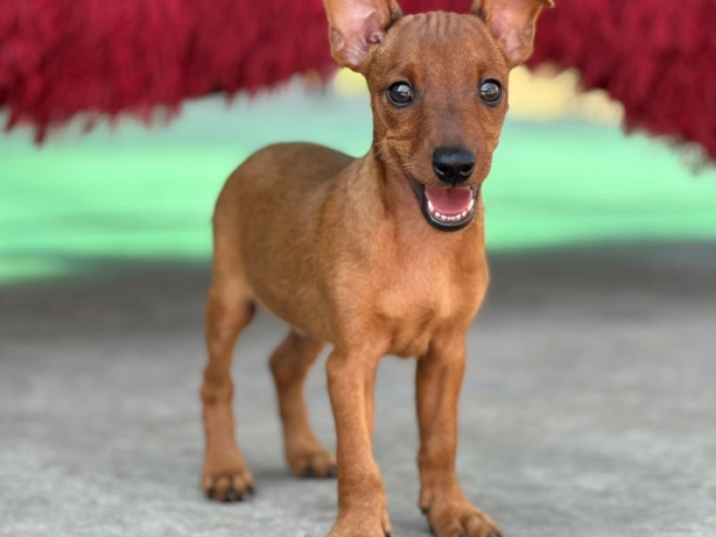 Miniature Pinscher puppy for sale