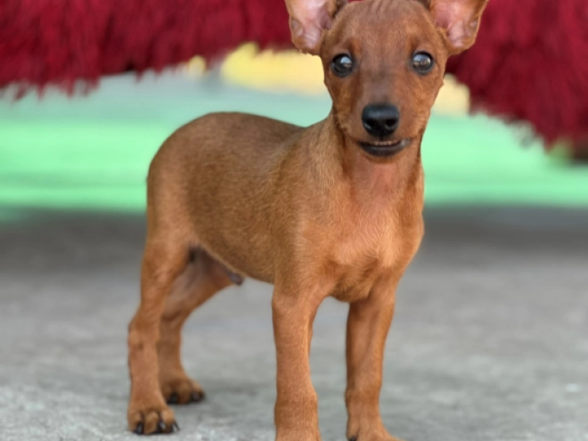 Miniature Pinscher puppy for sale