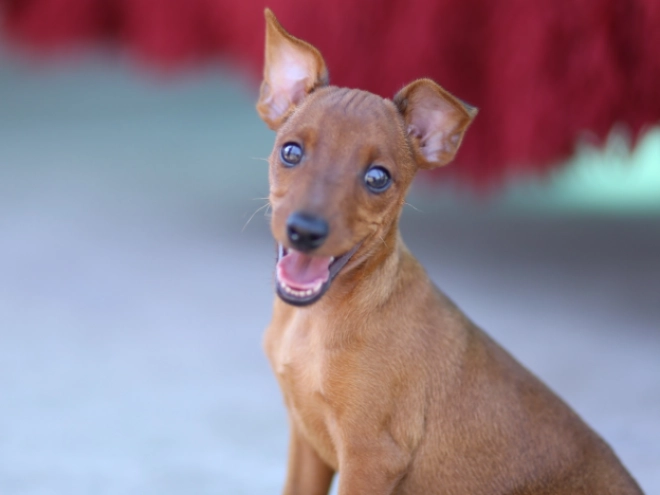 Miniature Pinscher puppy for sale