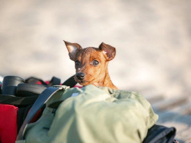 Miniature Pinscher puppy for sale