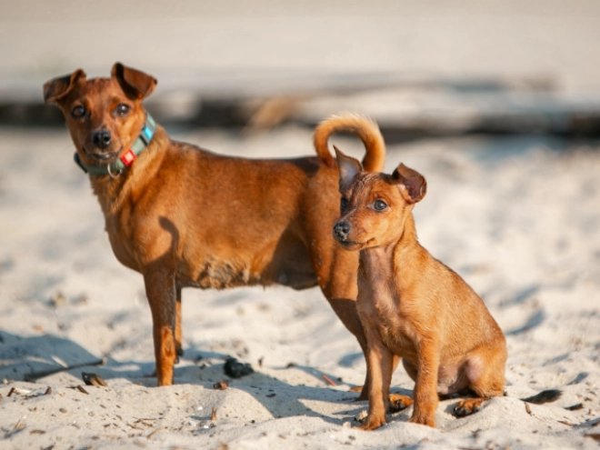 Miniature Pinscher puppy for sale