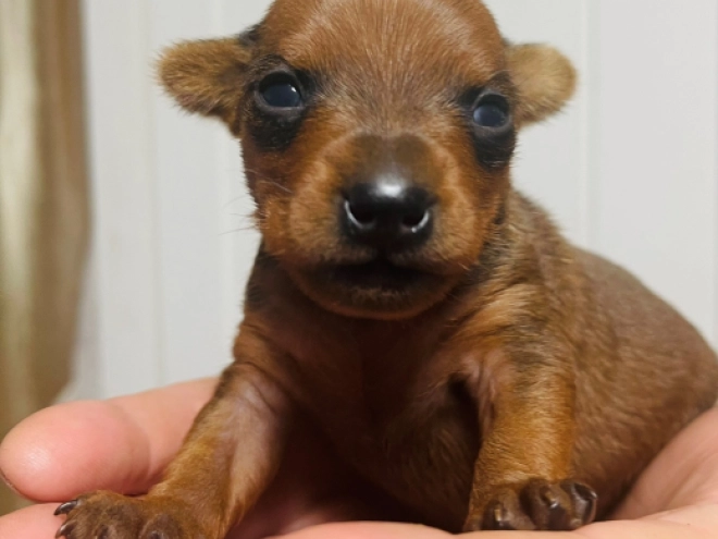 Miniature Pinscher puppy for sale