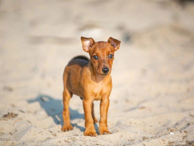 Miniature Pinscher puppy for sale