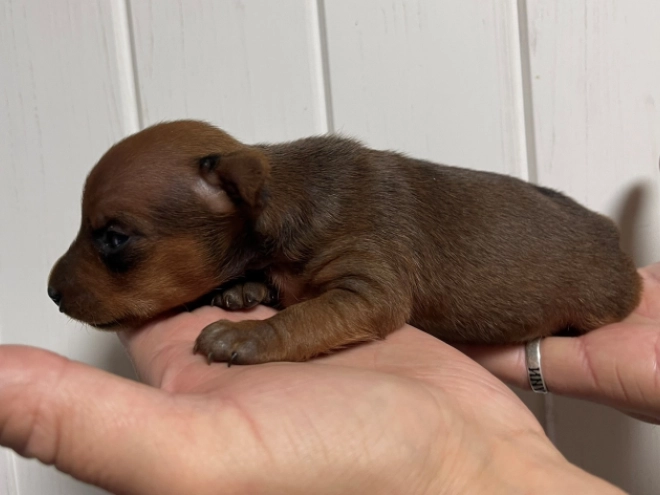 Miniature Pinscher puppy for sale