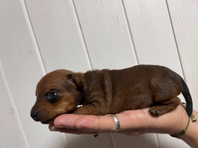Miniature Pinscher puppy for sale
