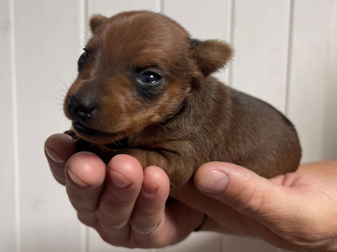 Miniature Pinscher puppy for sale