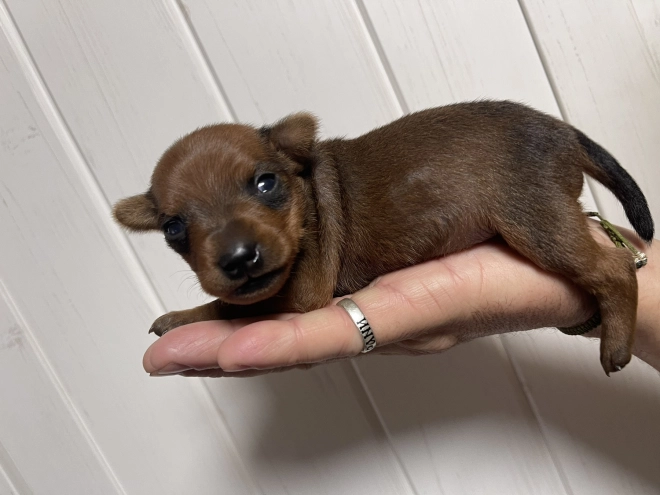 Miniature Pinscher puppy for sale