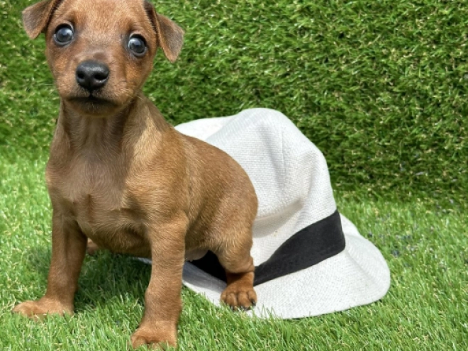 Miniature Pinscher puppy for sale