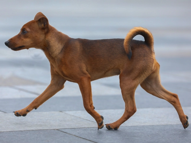 Miniature Pinscher puppy for sale