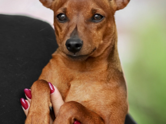 Perros Pinscher Miniatura en venta