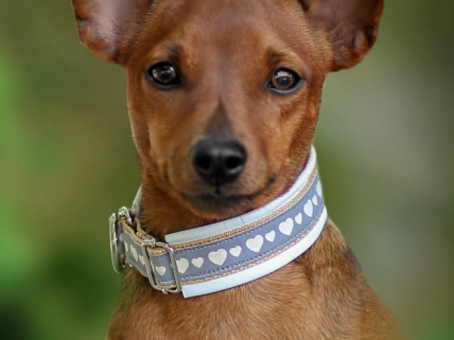 Perros Pinscher Miniatura en venta
