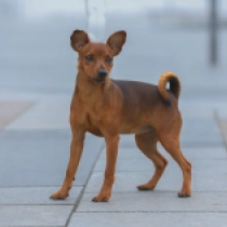 Perros Pinscher Miniatura en venta
