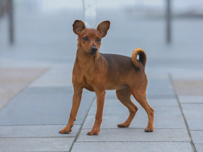 Miniature Pinscher puppy for sale