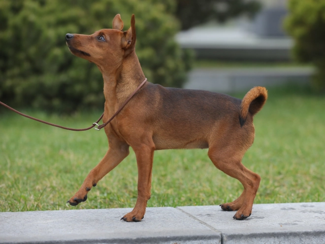 Miniature Pinscher puppy for sale