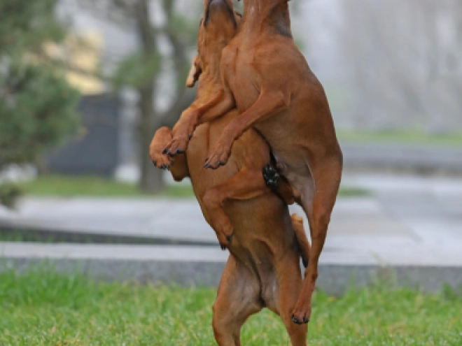 Miniature Pinscher puppy for sale