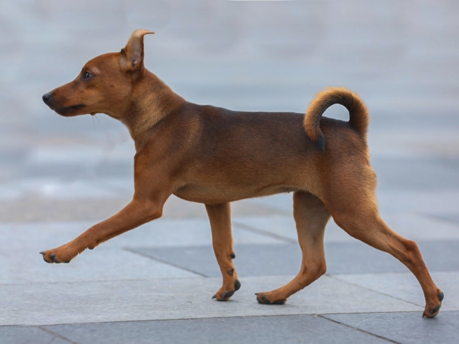 Miniature Pinscher puppy for sale
