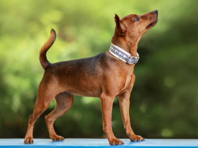 Perros Pinscher Miniatura en venta