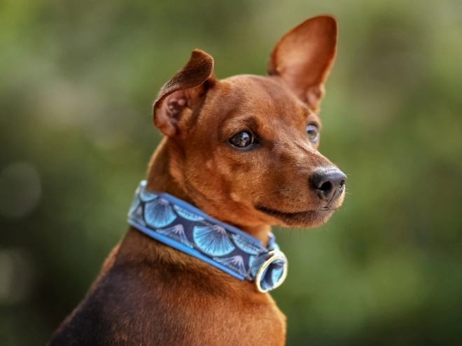 Perros Pinscher Miniatura en venta