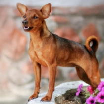 Bess, red Miniature Pinscher for sale