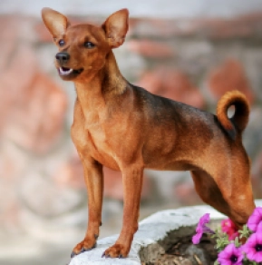 Miniature Pinscher puppy for sale