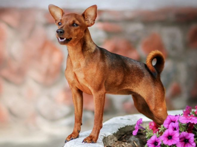 Perros Pinscher Miniatura en venta