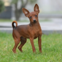 Perros Pinscher Miniatura en venta