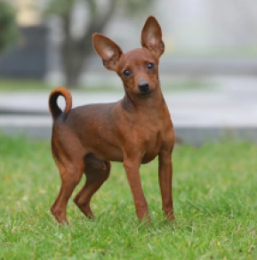 Miniature Pinscher puppy for sale