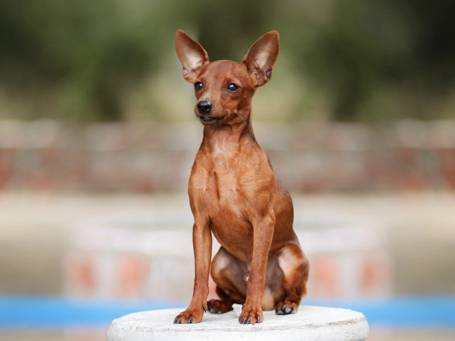 Perros Pinscher Miniatura en venta