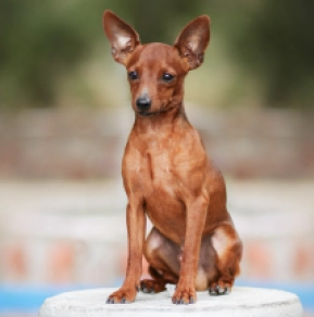 Miniature Pinscher puppy for sale