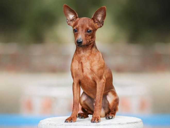 Perros Pinscher Miniatura en venta