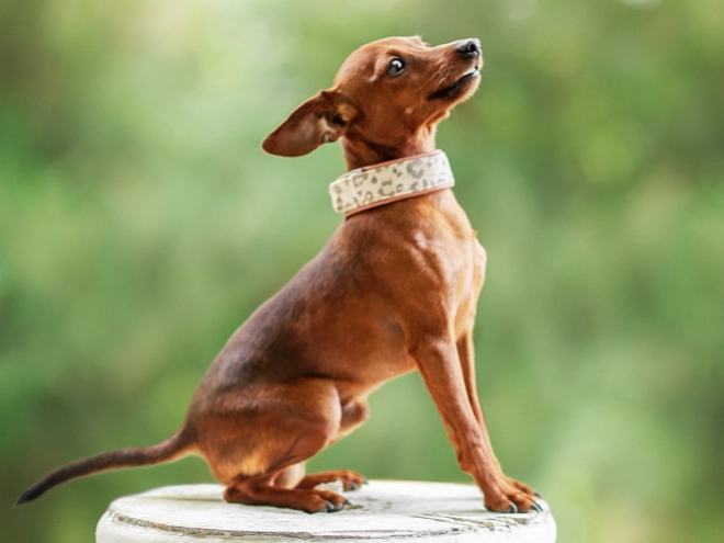 Perros Pinscher Miniatura en venta