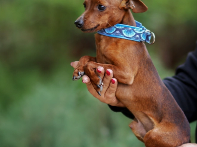 Perros Pinscher Miniatura en venta