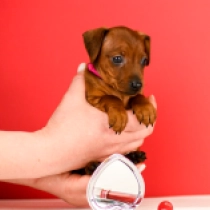 Brunella, red Pinscher Miniatura en venta