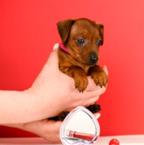 Miniature Pinscher puppy for sale