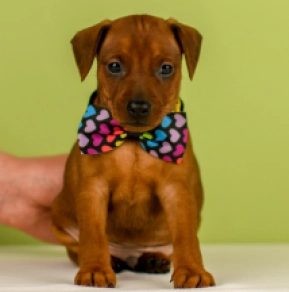 Miniature Pinscher puppy for sale