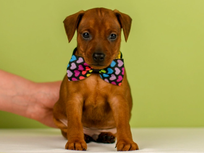Perros Pinscher Miniatura en venta