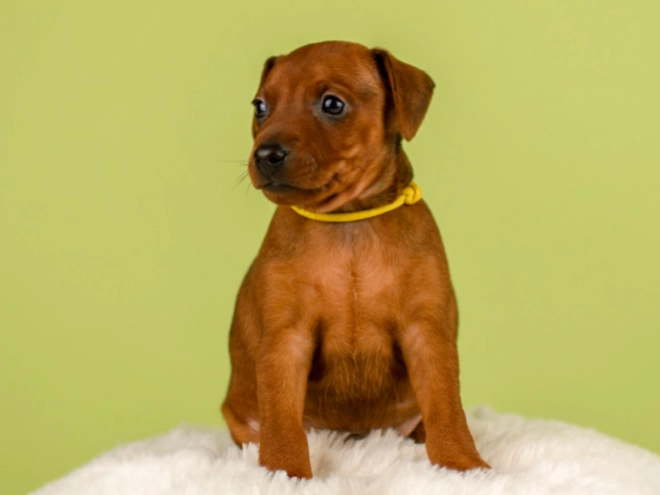 Perros Pinscher Miniatura en venta